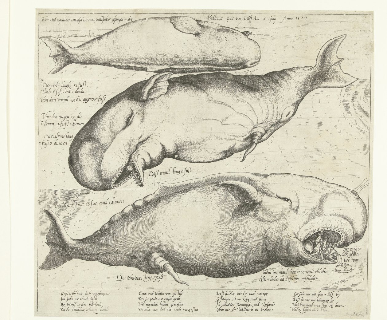 安特卫普搁浅的鲸鱼，1577 年
Ware ung eigentliche contrafactur eines wallfishes gefangen in der scheldt nitt weit von Antorff Am 2 Julij.1577年 作者 无名氏