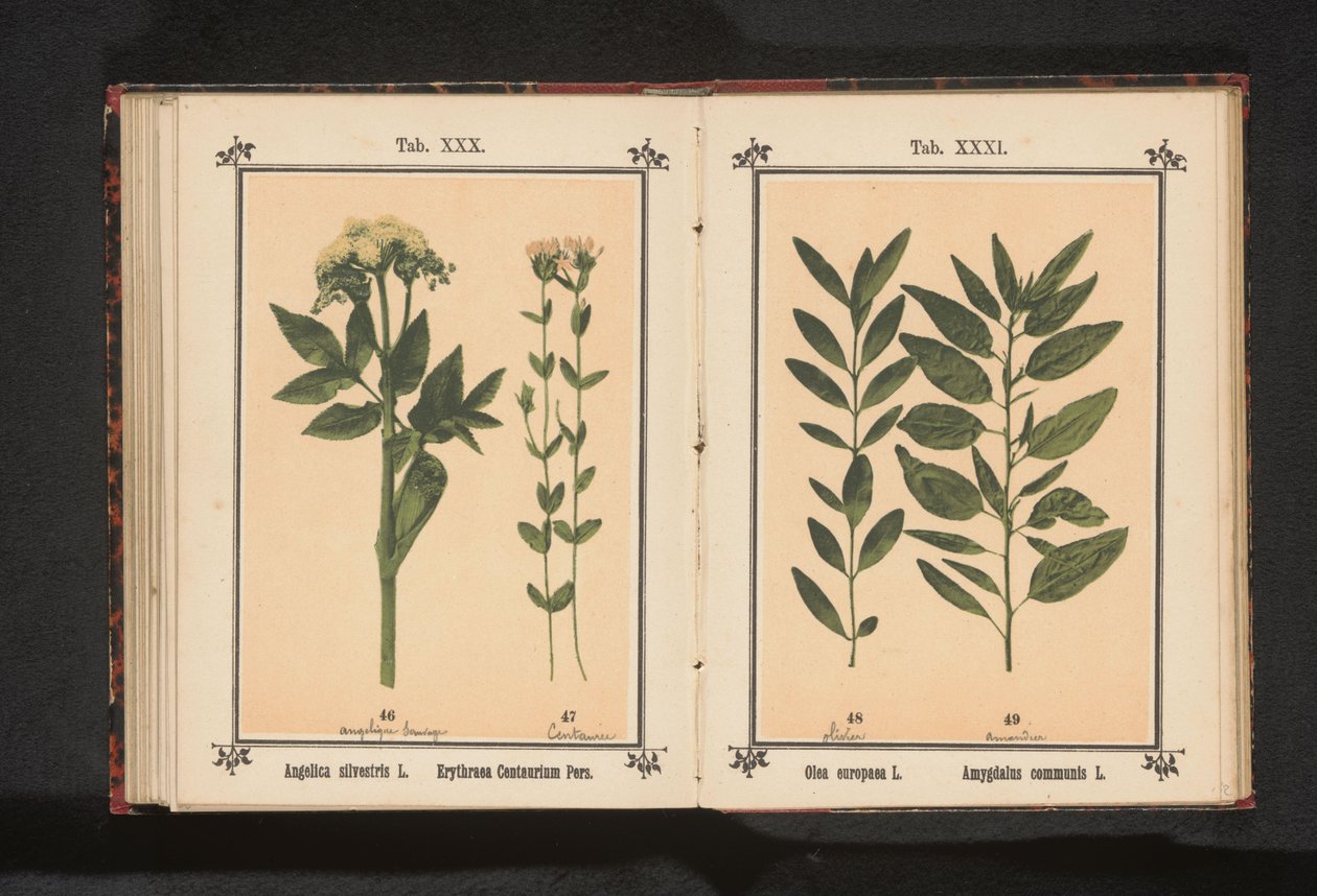 当归和百里香 Angelica silvestris L. Erythraea Centaurium Pers（物体上的标题） 作者 无名氏