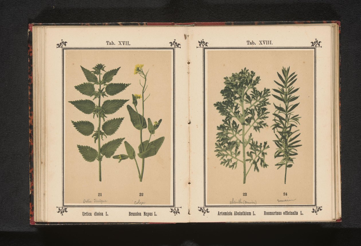 大荨麻和油菜
荨麻（Urtica dioica L.） 油菜（Brassica Napus L.） （标题见实物 作者 无名氏