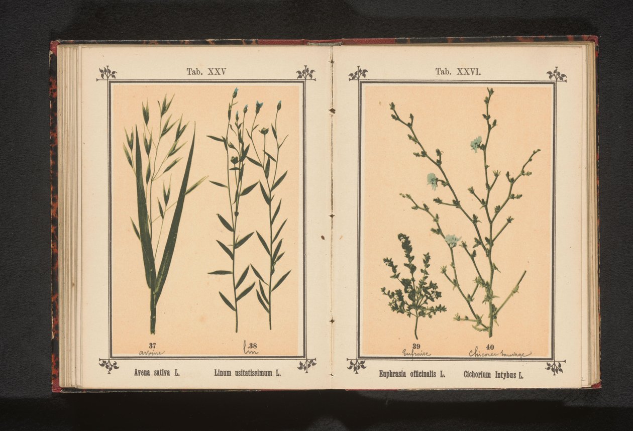 在葡萄园里
Avena sativa L. Linum usitatissimum L.（物体上的标题） 作者 无名氏