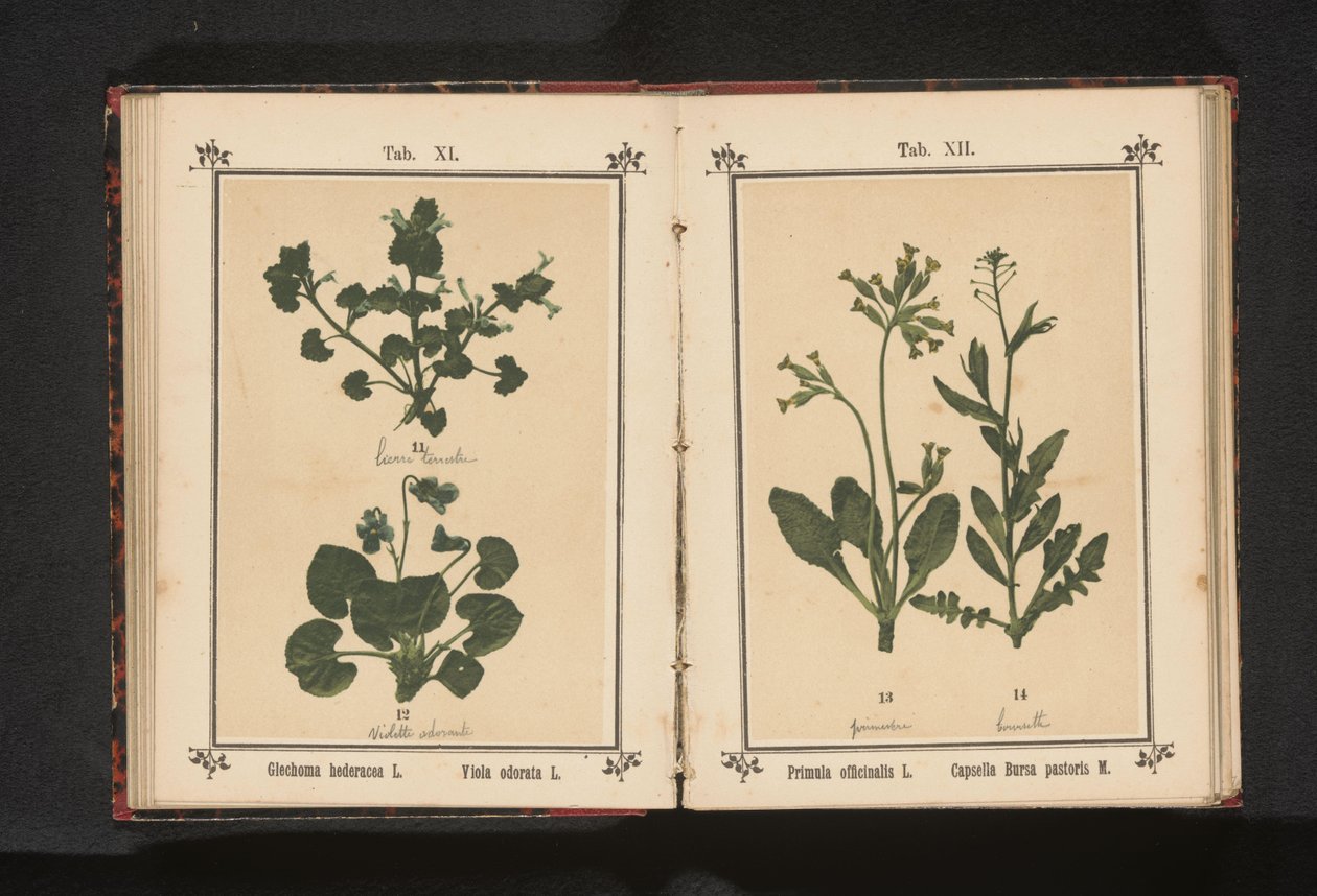 常春藤和三月紫罗兰 Glechoma hederacea L. Viola odorata L.（物体上的标题） 作者 无名氏