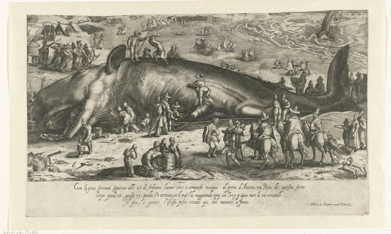 1598 年 Berckhey 附近搁浅的鲸鱼作为 1601 年安科纳附近鲸鱼的复制品
Ritratto d
