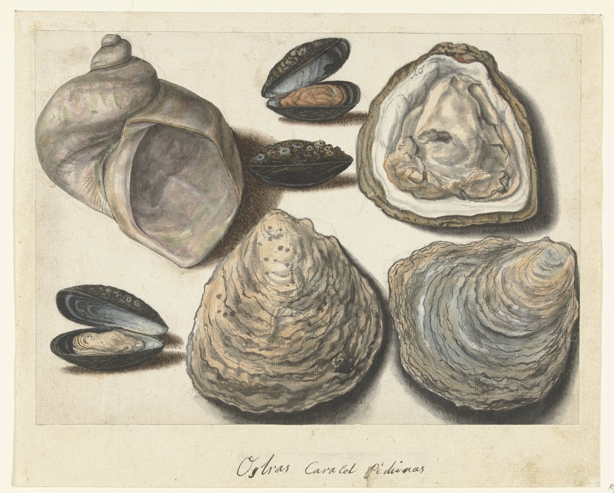 牡蛎、贻贝和月角 Ostras Caracol Pichinas（物体上的标题） 伦巴第专辑（系列名称） 作者 无名氏