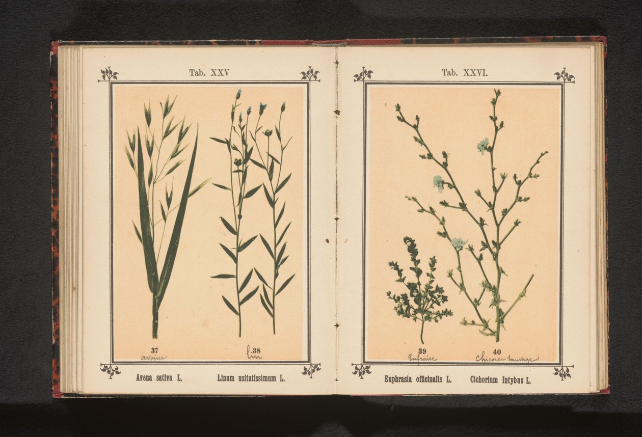 Ogentroost en wilde cichorei
Euphrasia officinalis L. Cichorium Intybus L.（物体上的标题） 作者 无名氏