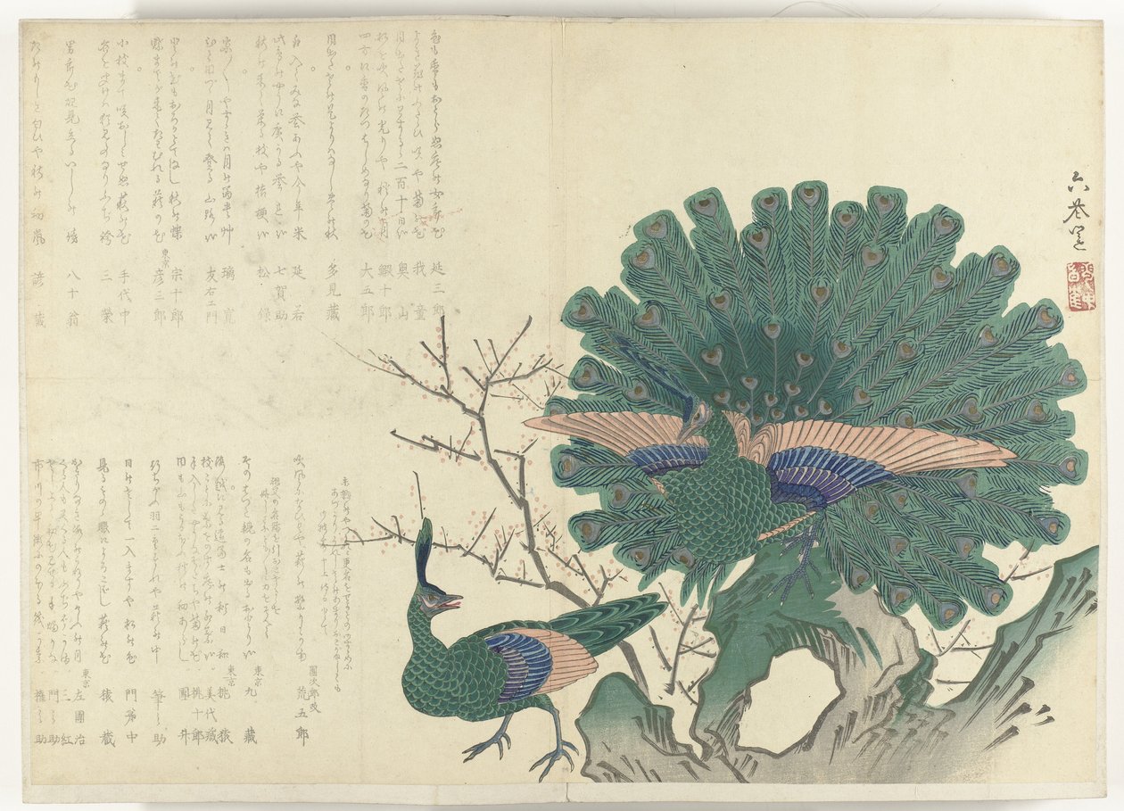 孔雀 1840-1900 年期间的专辑《四条折物》（系列名称） 作者 无名氏