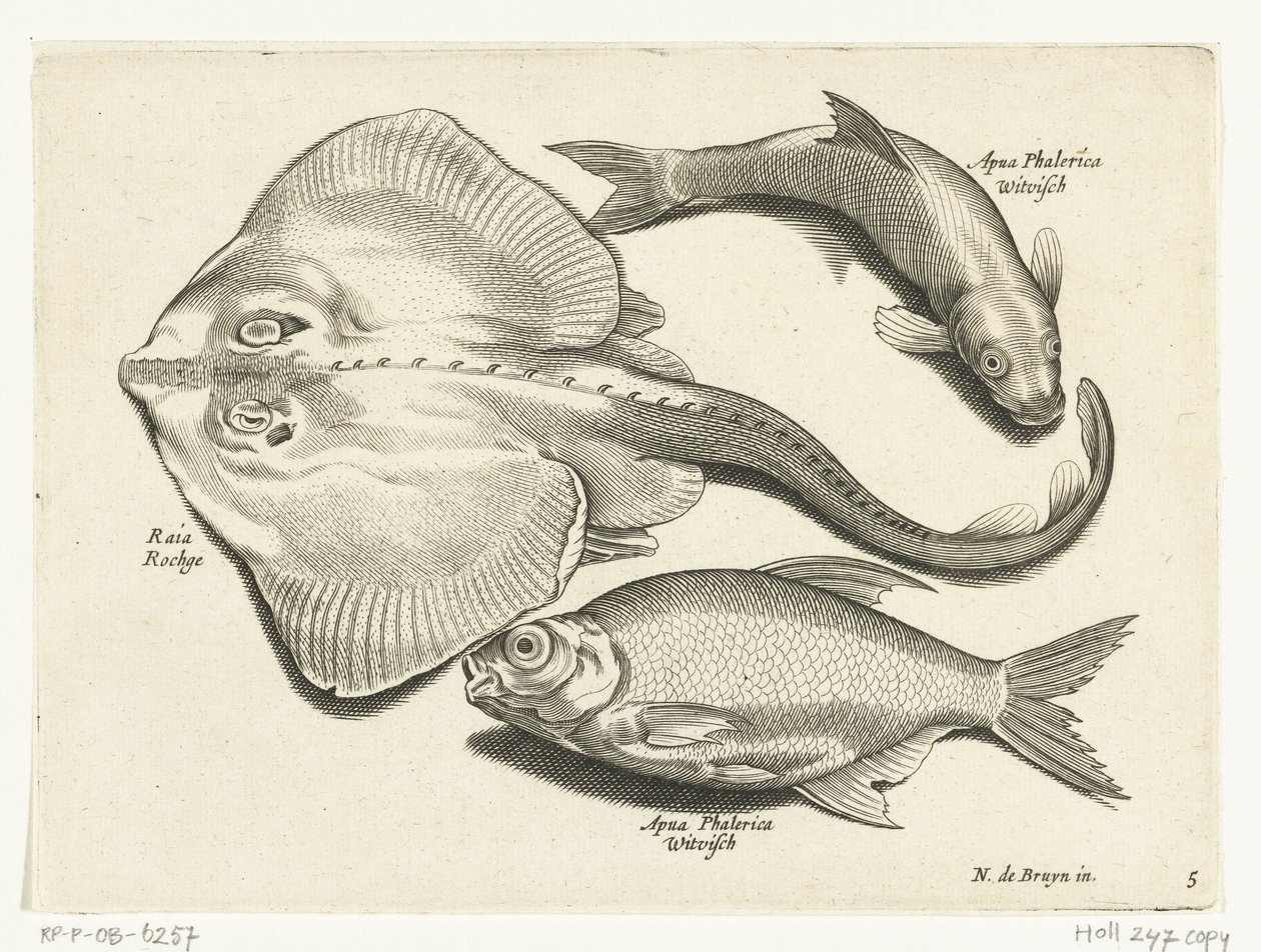 鳐鱼、鳊鱼和白鲑
Libelivs varia Genera piscium complectens（系列名称）
淡水鱼、海水鱼、蛙、甲壳类和海洋生物（系列名称） 作者 无名氏