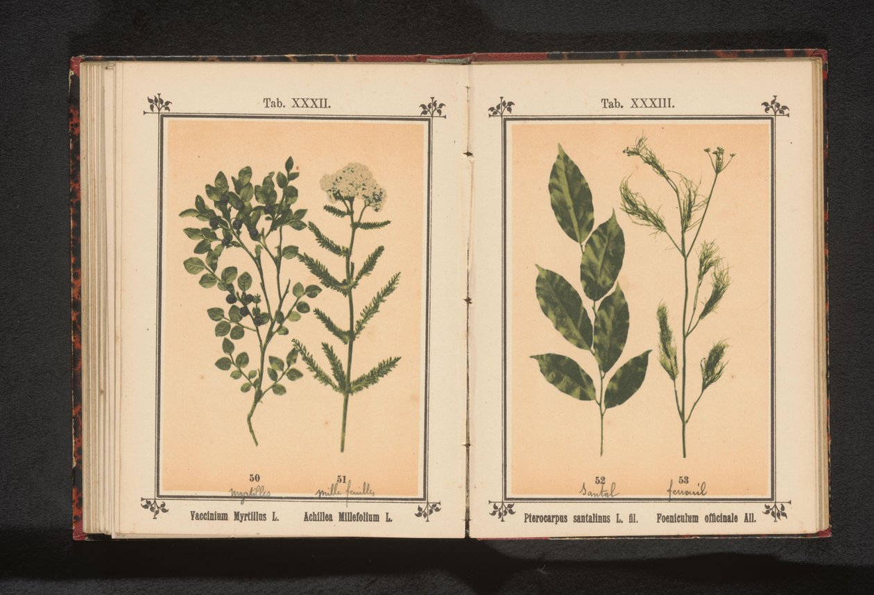 紫檀和茴香药草 紫檀 Pterocarpus santalinus L. fil. Foeniculum officinale Al..（物体上的标题） 作者 无名氏