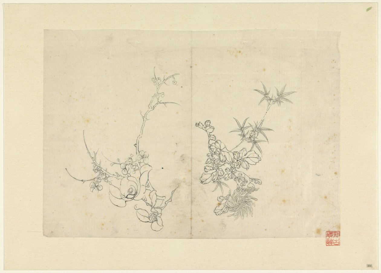 画有野玫瑰和菊花的素描纸 作者 无名氏