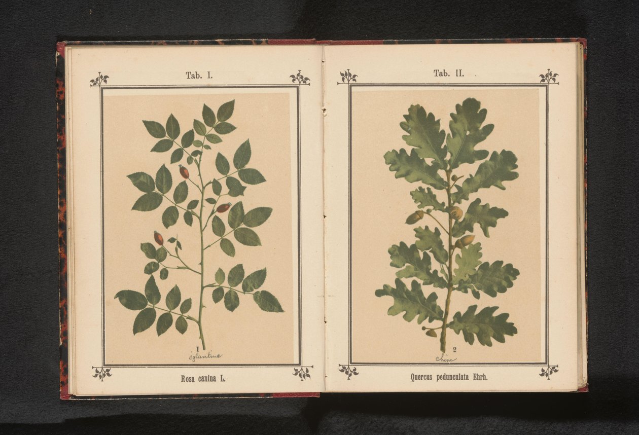 狗玫瑰的分支 Rosa canina（物体上的标题） 作者 无名氏