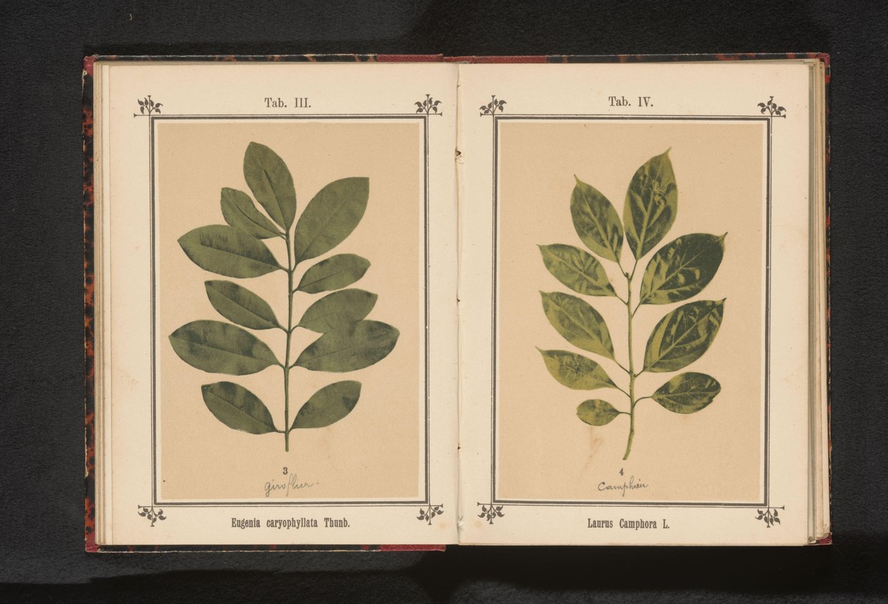 丁香树枝
Eugenia caryophyllata Thunb. 作者 无名氏