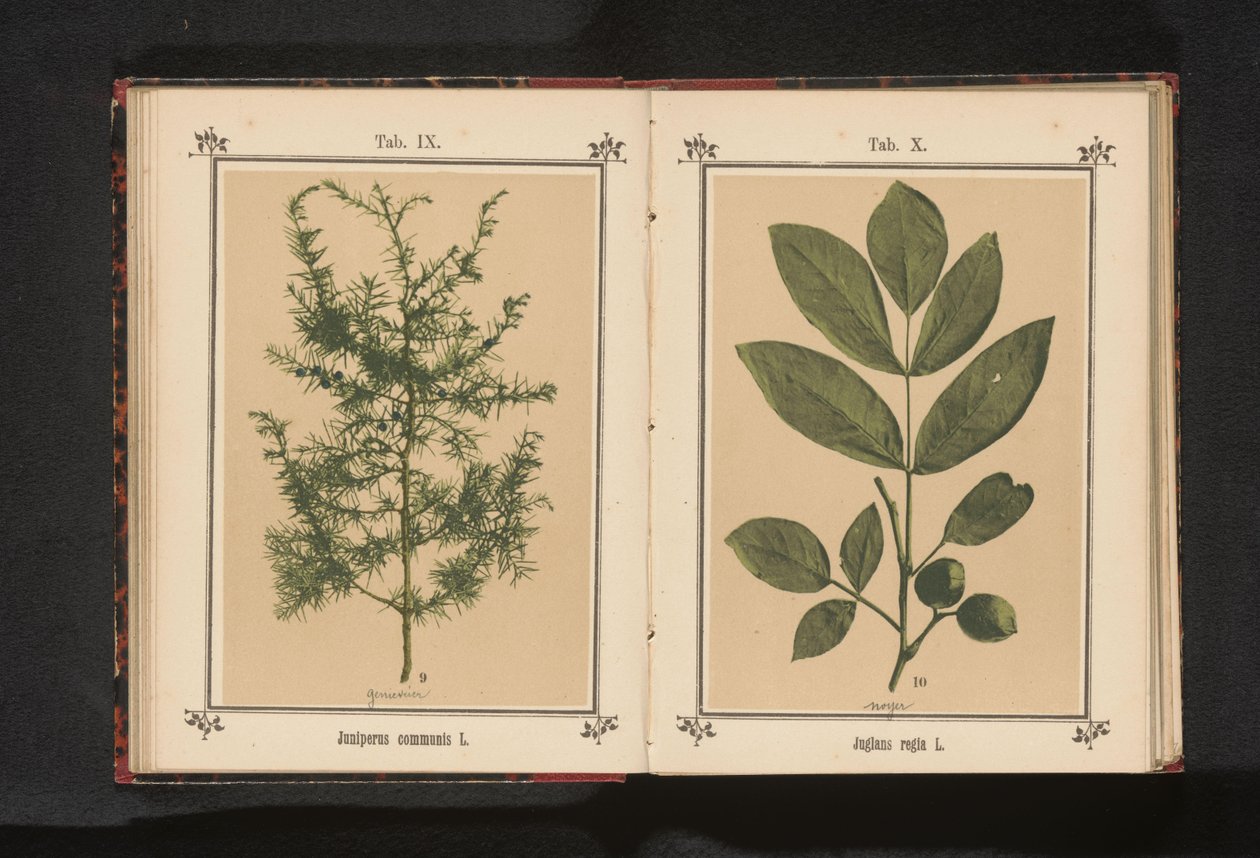 核桃树枝
Juglans regia L.（物体上的标题） 作者 无名氏