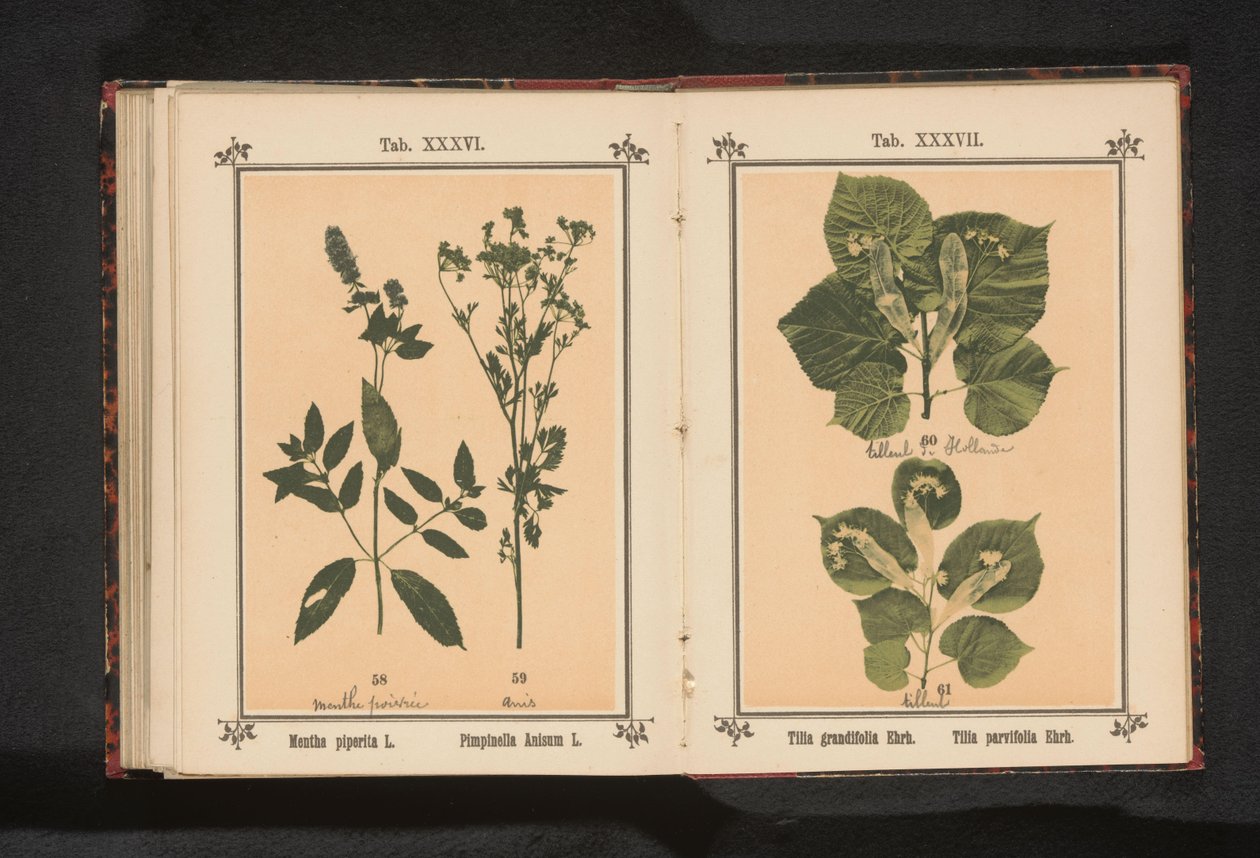 大叶椴的枝条和大叶椴的枝条
Tilia grandifolia Ehrh.Tilia parvifolia Ehrh.（物体上的标题） 作者 无名氏
