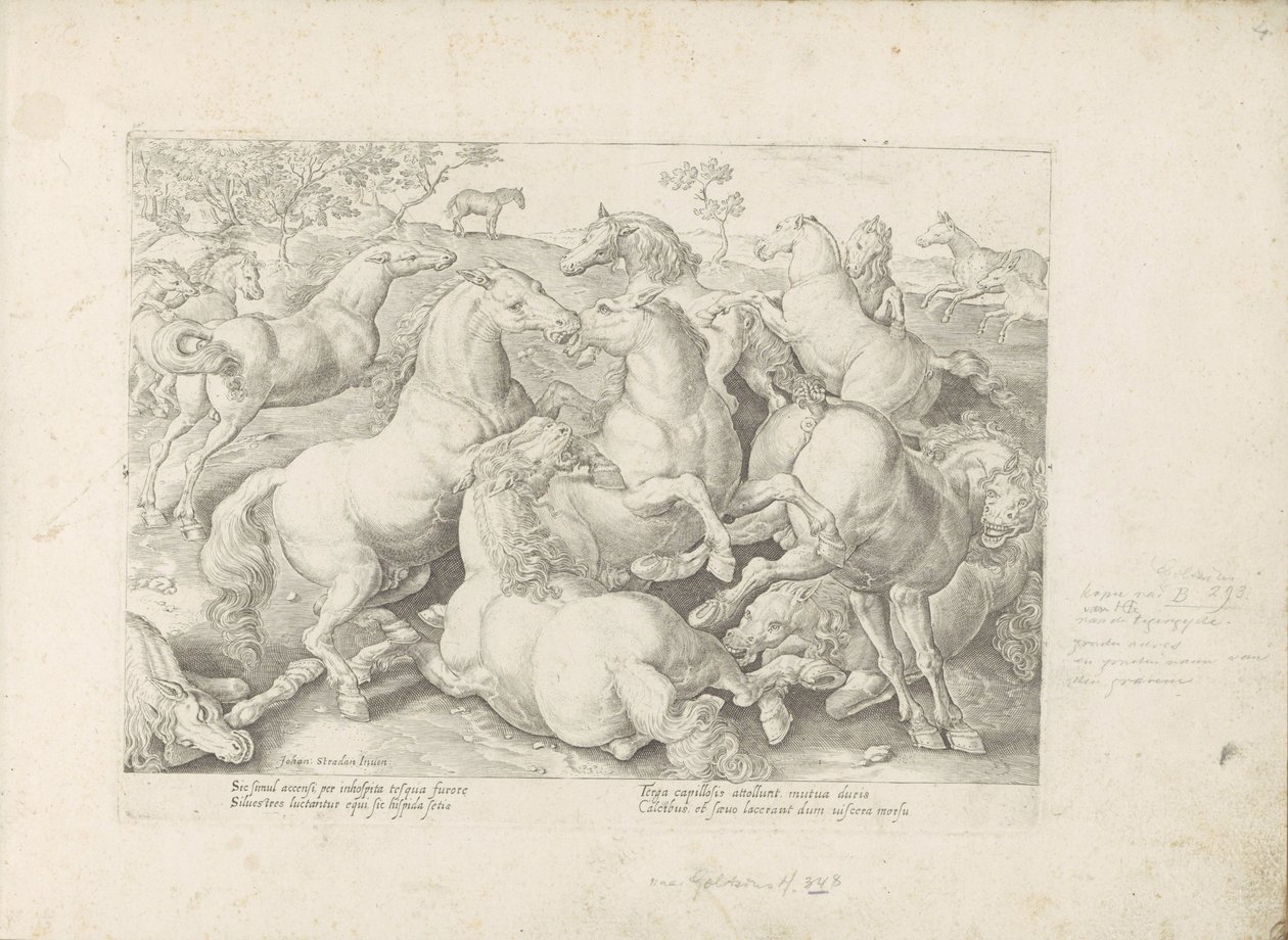 Vechtende paarden
Equile, in quo omnis generis generosissi: morum equorum ex varijs orbis partibus insignis delectus (...) (系列标题，关于对象) 作者 无名氏