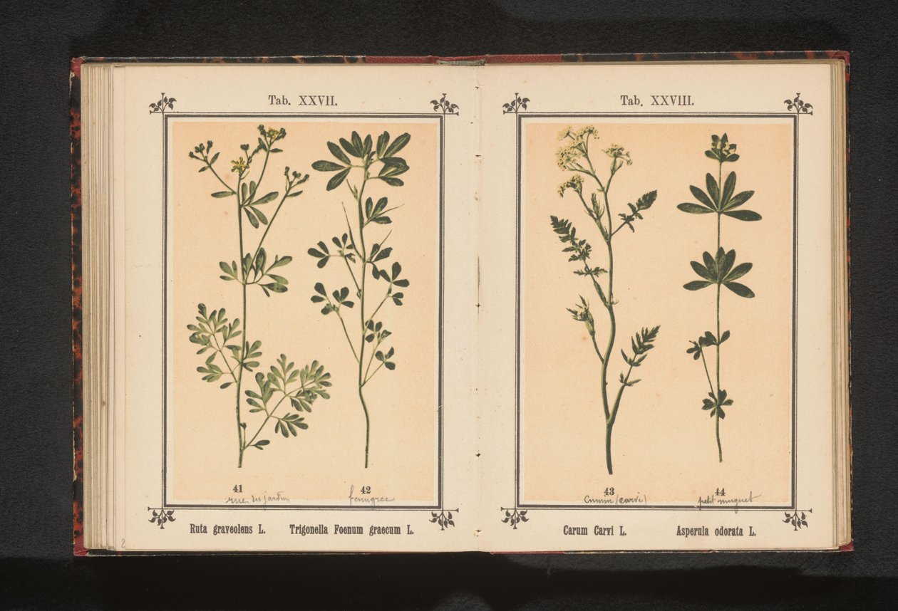 芸香和葫芦巴
Ruta graveolens L. Trigonella Foenum graecum L.（物名） 作者 无名氏