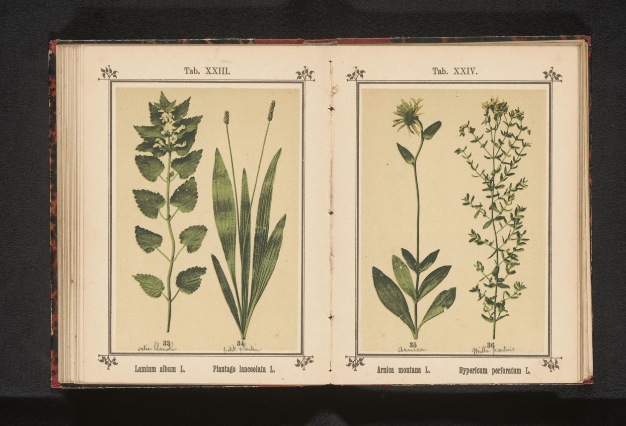 白芒草和狭叶车前草
Lamium album L. Plantago lanceolata L.（物体上的标题） 作者 无名氏