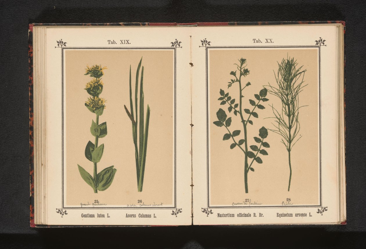 白豆瓣菜和马尾菜 旱金莲 R. Br. Equisetum arvense L.（物体上的标题） 作者 无名氏