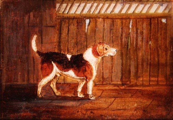 一条猎犬 作者 匿名匿名