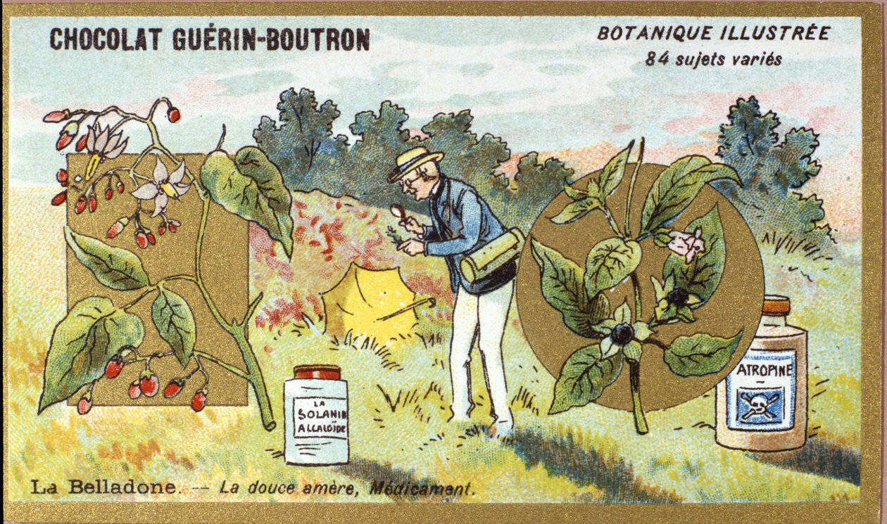 颠茄：甜的苦的，药。雕刻（chromo）。Guerin-Boutron巧克力的广告色板画，19世纪末。Illustree植物学系列。 作者 匿名匿名