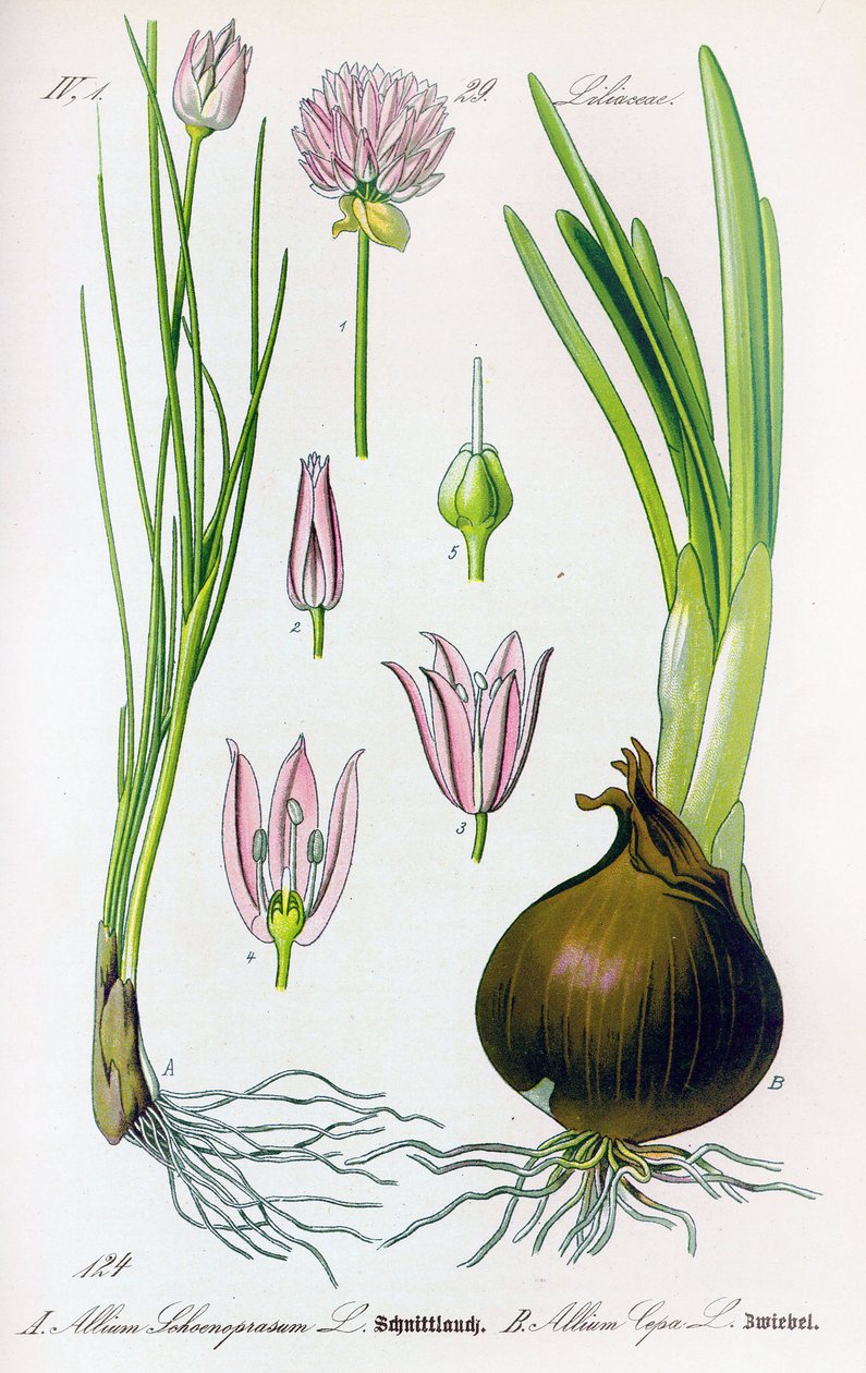 Botanical board: Allium schoenoprasum (chives) and allium cepa (onion). Plate 29. Private Collection 作者 匿名匿名