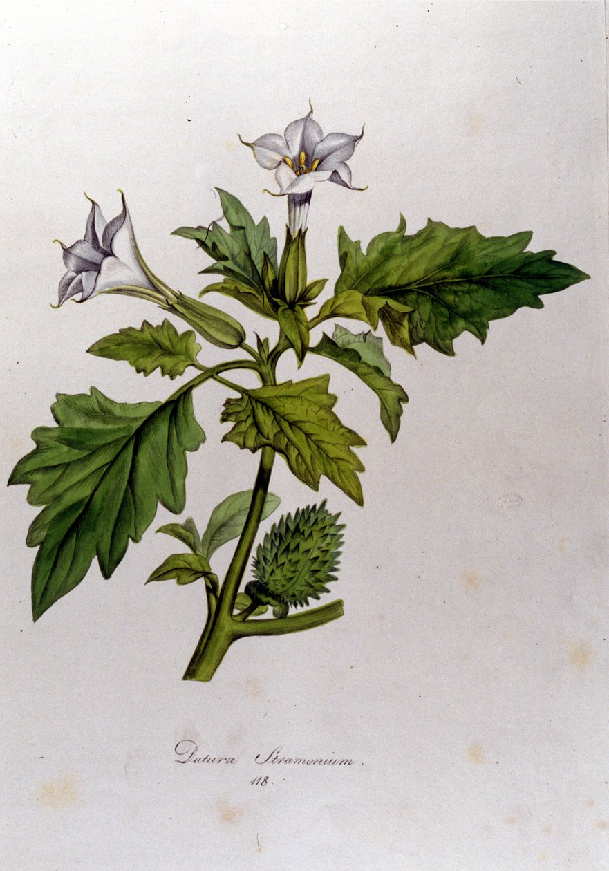 植物板：曼陀罗（Datura Stramoine 或 Stramoine officinale）。 Franz von Paula Schrank（1747-1835 年），德国博物学家，摩纳哥，1816 年在“Flora Monacensis”中雕刻。 作者 匿名匿名