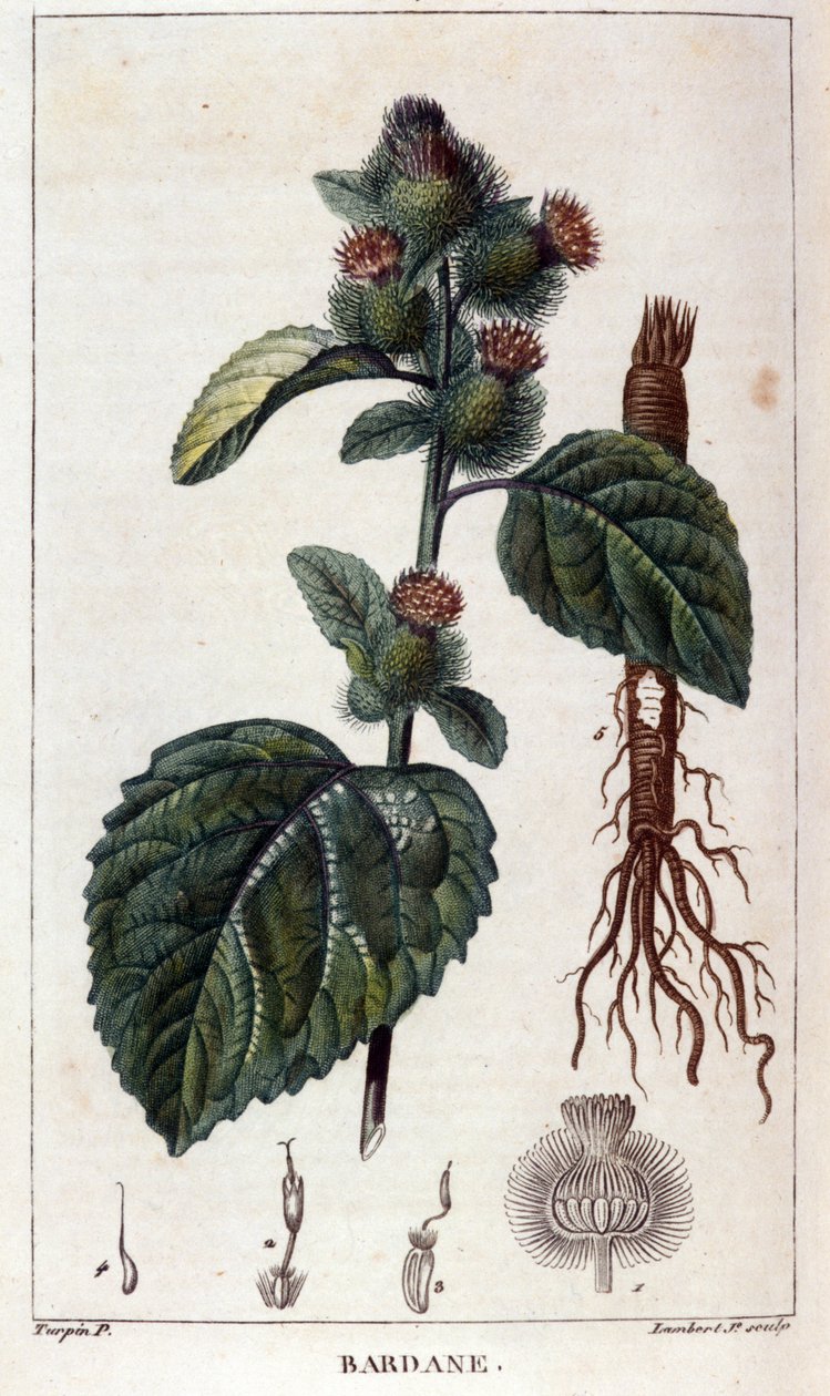 植物学板块：牛蒡（Arctium）。19世纪彩色雕版画。 作者 匿名匿名
