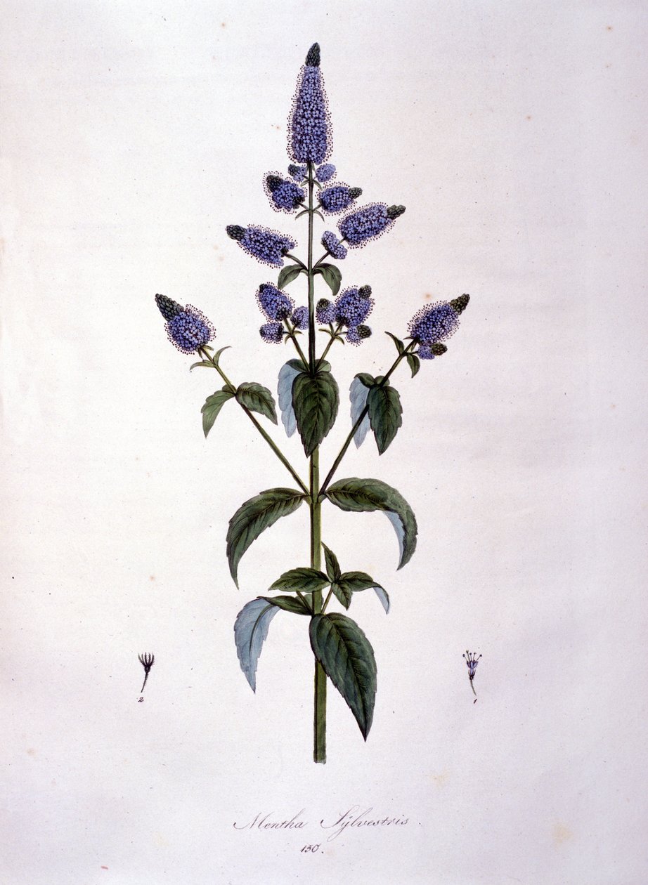 植物板：野生薄荷（Mentha sylvestris）。19世纪的雕版画。 作者 匿名匿名