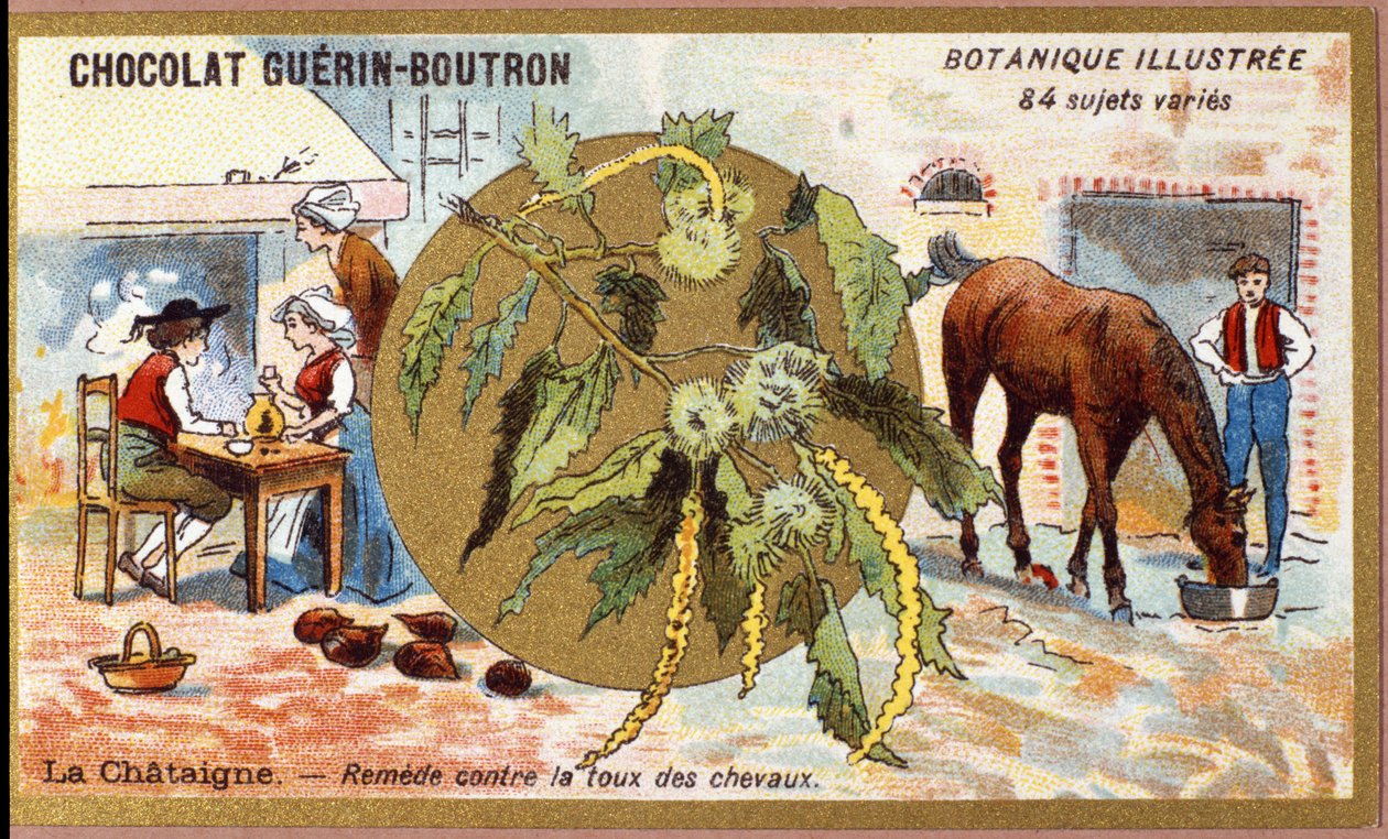 La Chestaigne：治疗马的咳嗽。雕刻（chromo）。Guerin-Boutron巧克力的广告色板画，19世纪末。Illustree植物学系列。 作者 匿名匿名