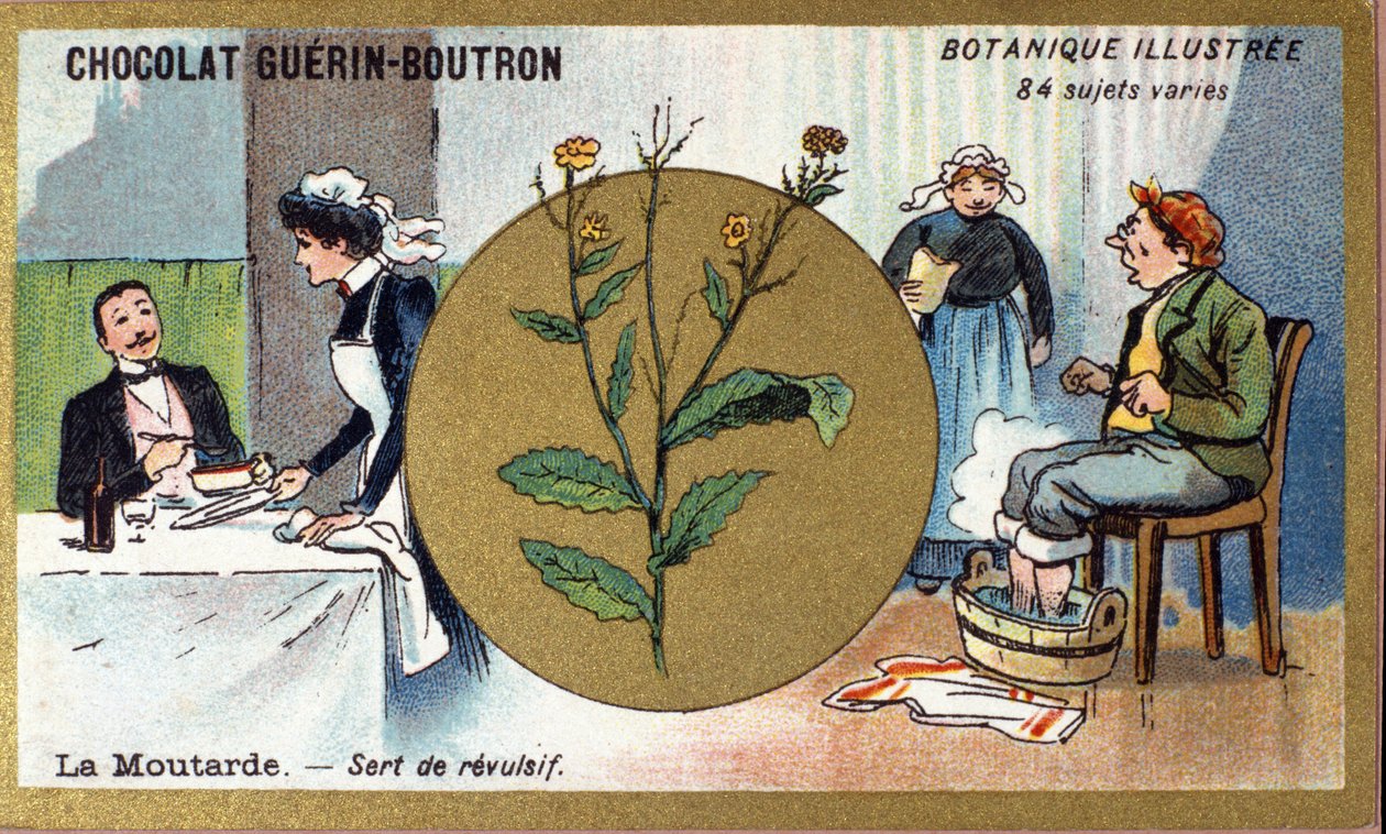芥末是令人厌恶的。 雕刻（彩色）。 Guerin-Boutron 巧克力的广告色版印刷，19 世纪后期。 Illustree 植物系列。 作者 匿名匿名