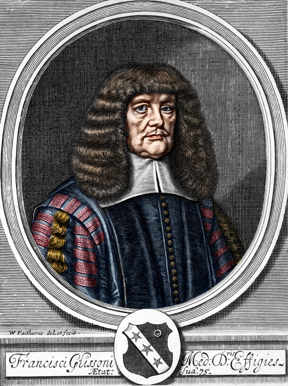 弗朗西斯-格利森（1599-1677）的肖像，英国医生，解剖学家。 作者 匿名匿名