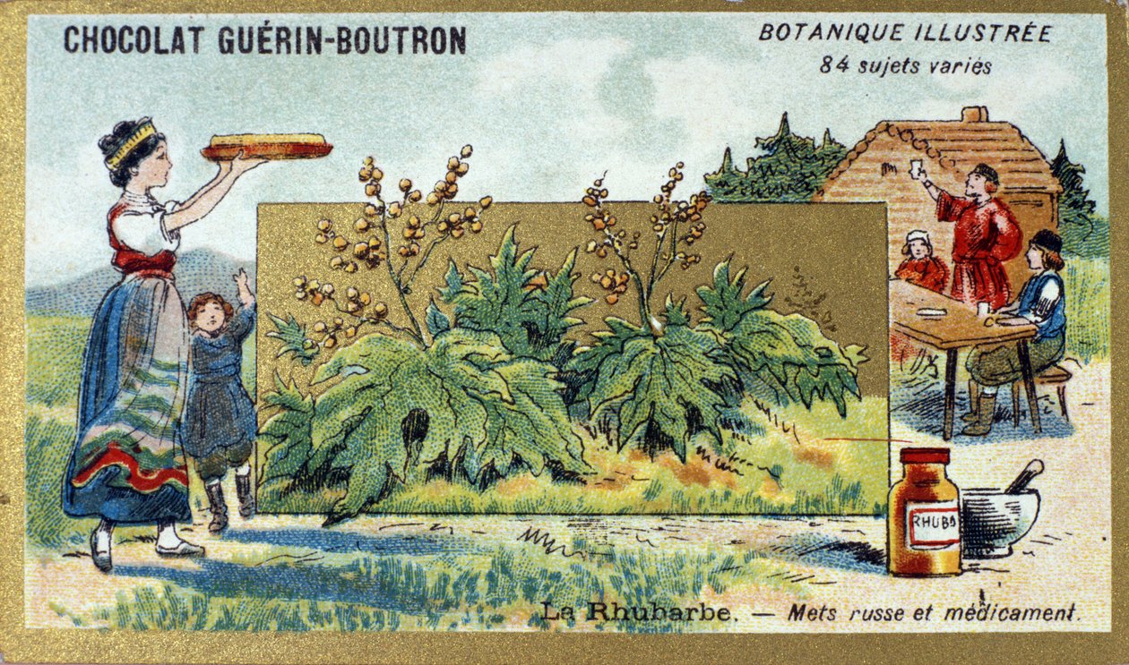 大黄：俄罗斯食品和药品。 雕刻（彩色）。 Guerin-Boutron 巧克力的广告色版印刷，19 世纪后期。 Illustree 植物系列。 作者 匿名匿名