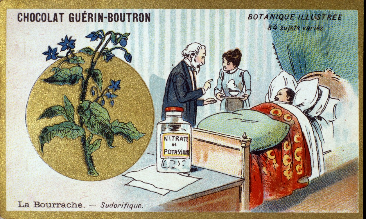 琉璃苣，发汗。 雕刻（彩色）。 Guerin-Boutron 巧克力的广告色版印刷，19 世纪后期。 Illustree 植物系列。 作者 匿名匿名