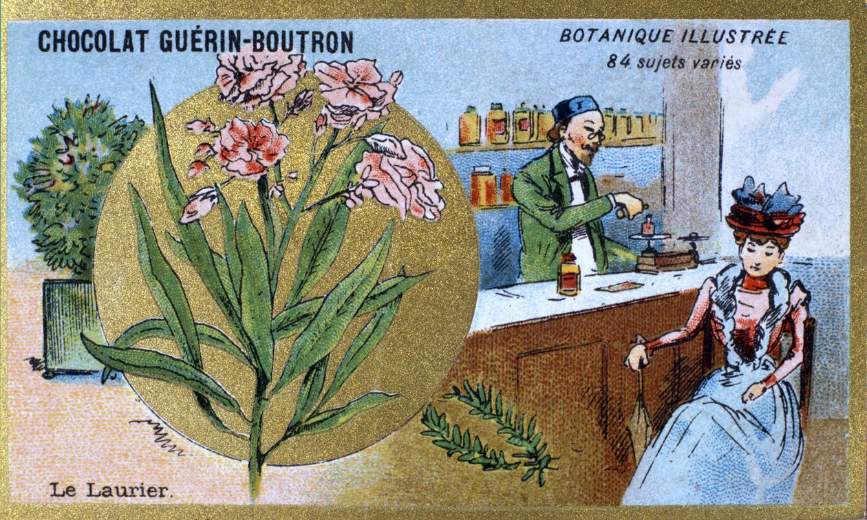 月桂树。雕刻（chromo）。Guerin-Boutron巧克力的广告色板画，19世纪末。Illustree植物学系列。 作者 匿名匿名