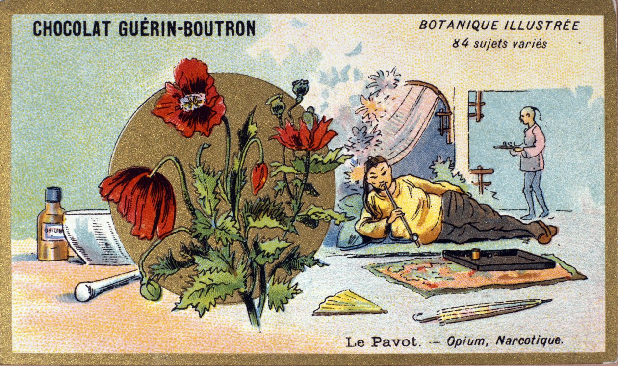 The poppy: opium, narcotic. Engraving (chromo). Advertising chromolithography for Guerin-Boutron chocolates, late 19th century. Illustree Botanical Series. 作者 匿名匿名
