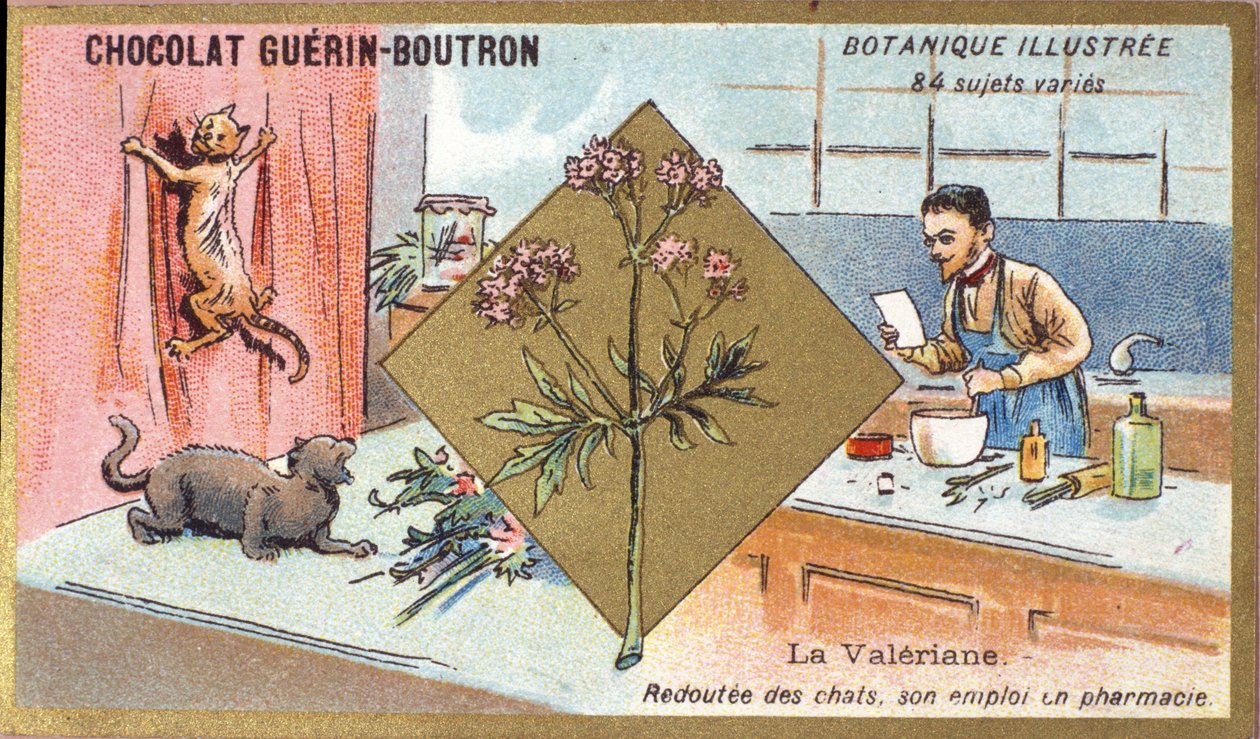 缬草：害怕猫，他在药房工作。 雕刻（彩色）。 Guerin-Boutron 巧克力的广告色版印刷，19 世纪后期。 Illustree 植物系列。 作者 匿名匿名