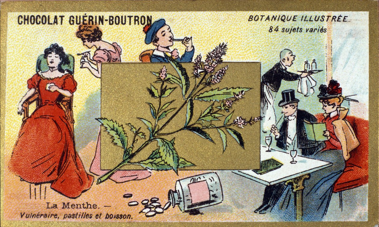 脆弱的薄荷、锭剂和饮料。 雕刻（彩色）。 Guerin-Boutron 巧克力的广告色版印刷，19 世纪后期。 Illustree 植物系列。 作者 匿名匿名