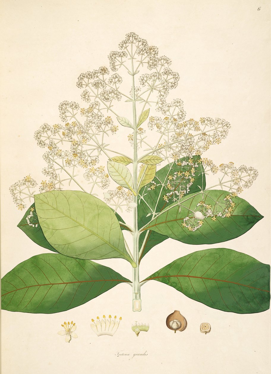 Tectona grandis，唇形科的例证 作者 匿名者