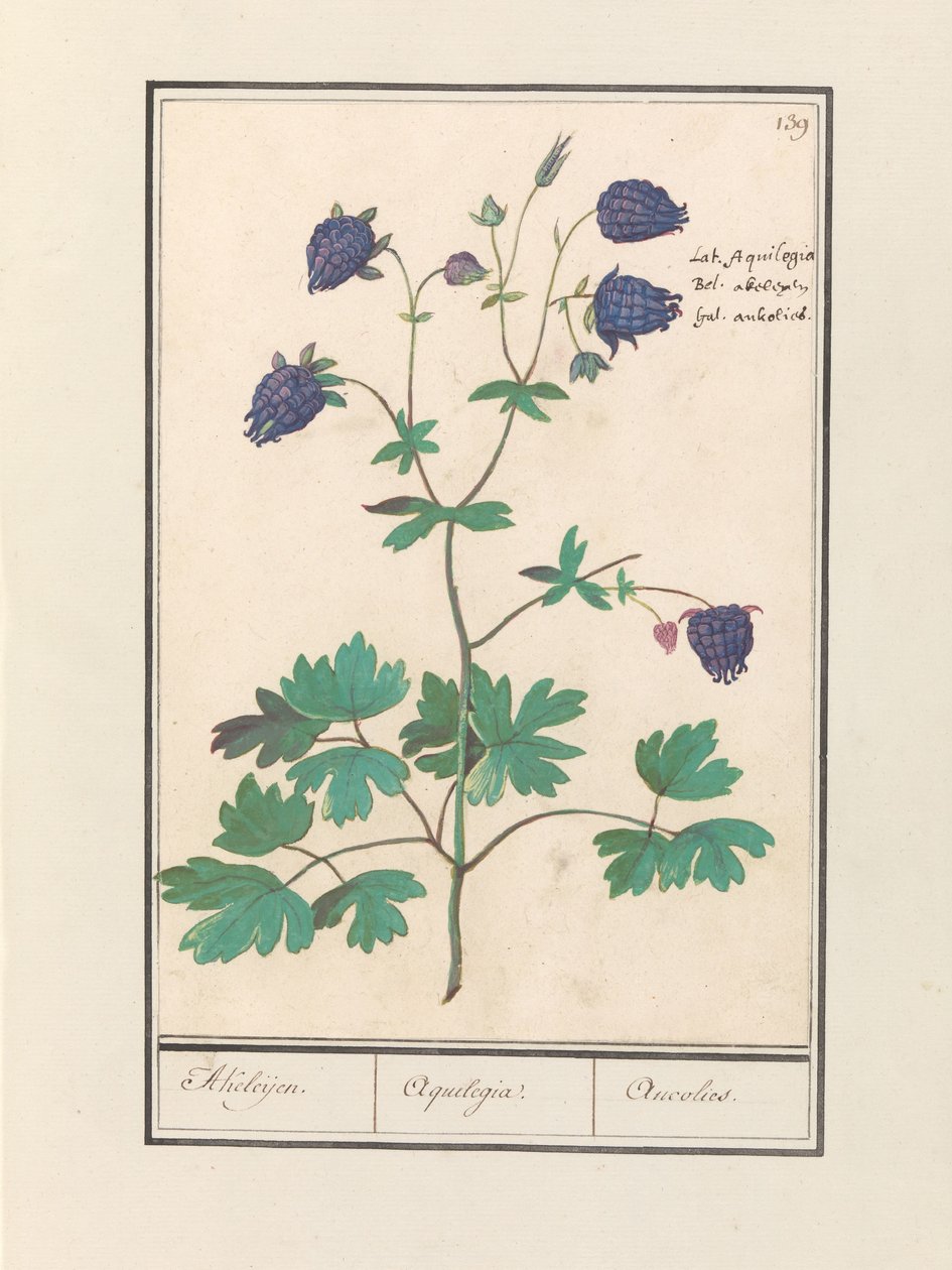 Akelei (Aquilegia).
Akeleies./ Aquilegia./ Aucolied（物品上的标题） 作者 Anselmus Boëtius de Boodt