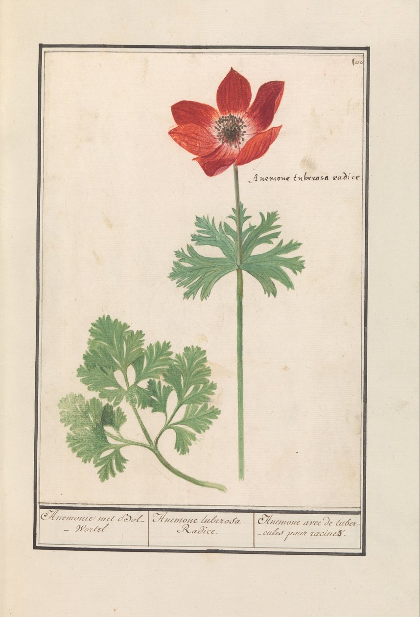 银莲花 海葵遇到了 Bol-Wortel / Anemone tuberosa Radice。 / 根部有块茎的海葵（对象上的标题） 作者 Anselmus Boëtius de Boodt