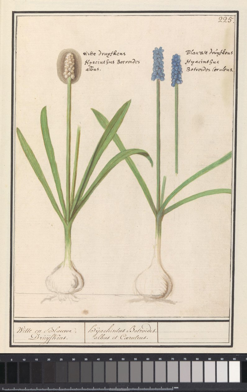蓝白葡萄（Muscari botryoides）
白色和蓝色葡萄。/ Dhijachintus Botroides. 作者 Anselmus Boëtius de Boodt