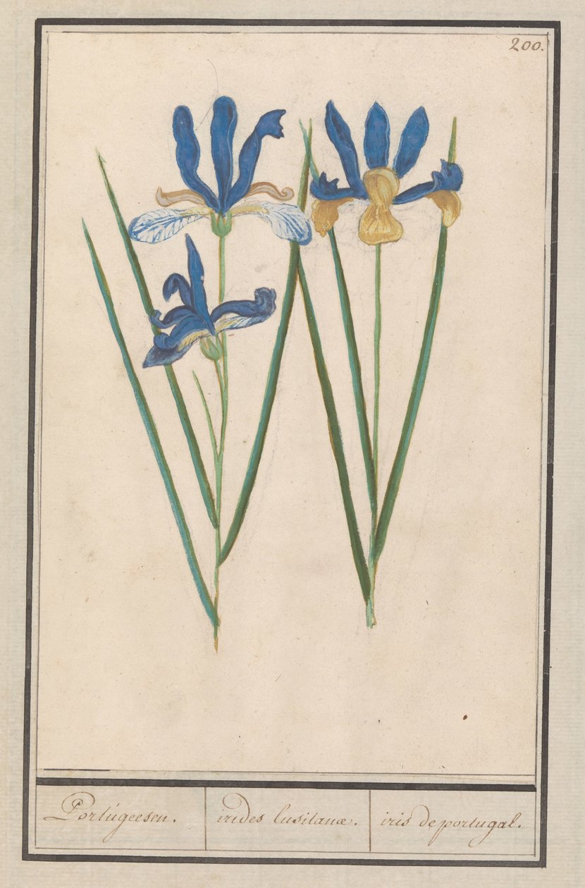 西伯利亚鸢尾花
Portugeesen./ irides lusitanae./ 葡萄牙鸢尾花。(物体上的标题） 作者 Anselmus Boëtius de Boodt