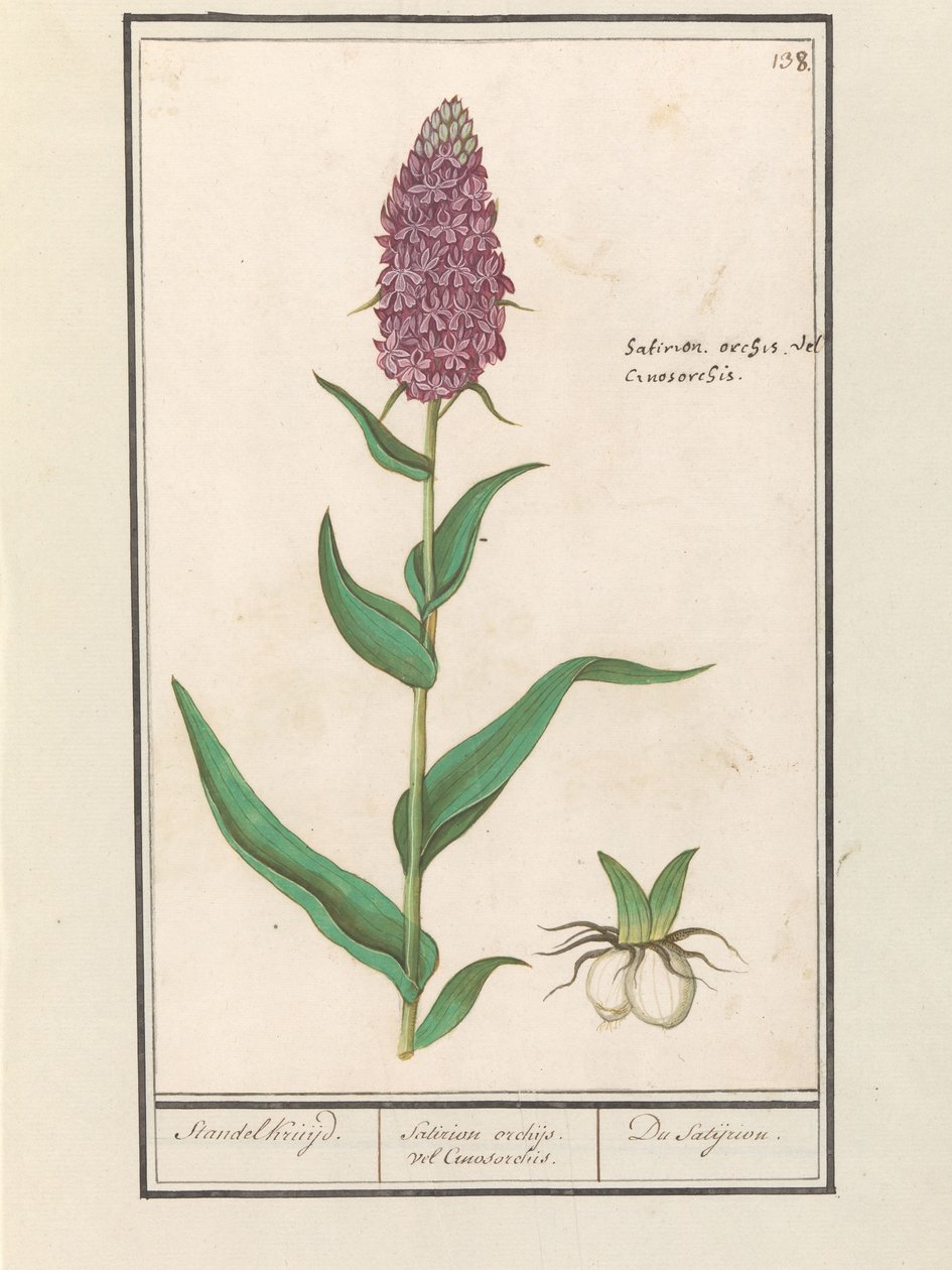 阔叶兰（Dactylorhiza majalis）
Standelruijd./ Satirion orchid vel Cinosorchis./ Du Satijrion.(物体上的标题） 作者 Anselmus Boëtius de Boodt