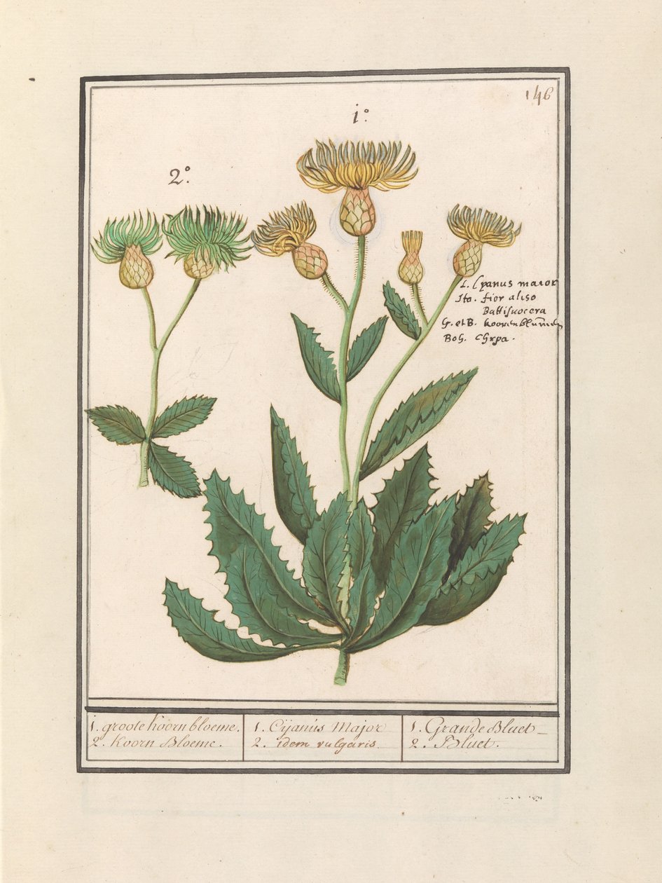 半人马座（Centaurea）。
1. 大矢车菊。2.角花。/ 1. Cijanus Major / 2. idem vulgaris./ 1. Grande bluet./ 2.蓝花。(物体上的标题） 作者 Anselmus Boëtius de Boodt