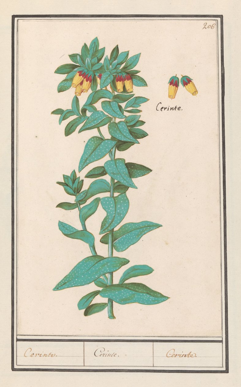 Cerinthe (Cerinthe major)
Cerinte./ Cerinte./ Cerinte.(物体上的标题） 作者 Anselmus Boëtius de Boodt