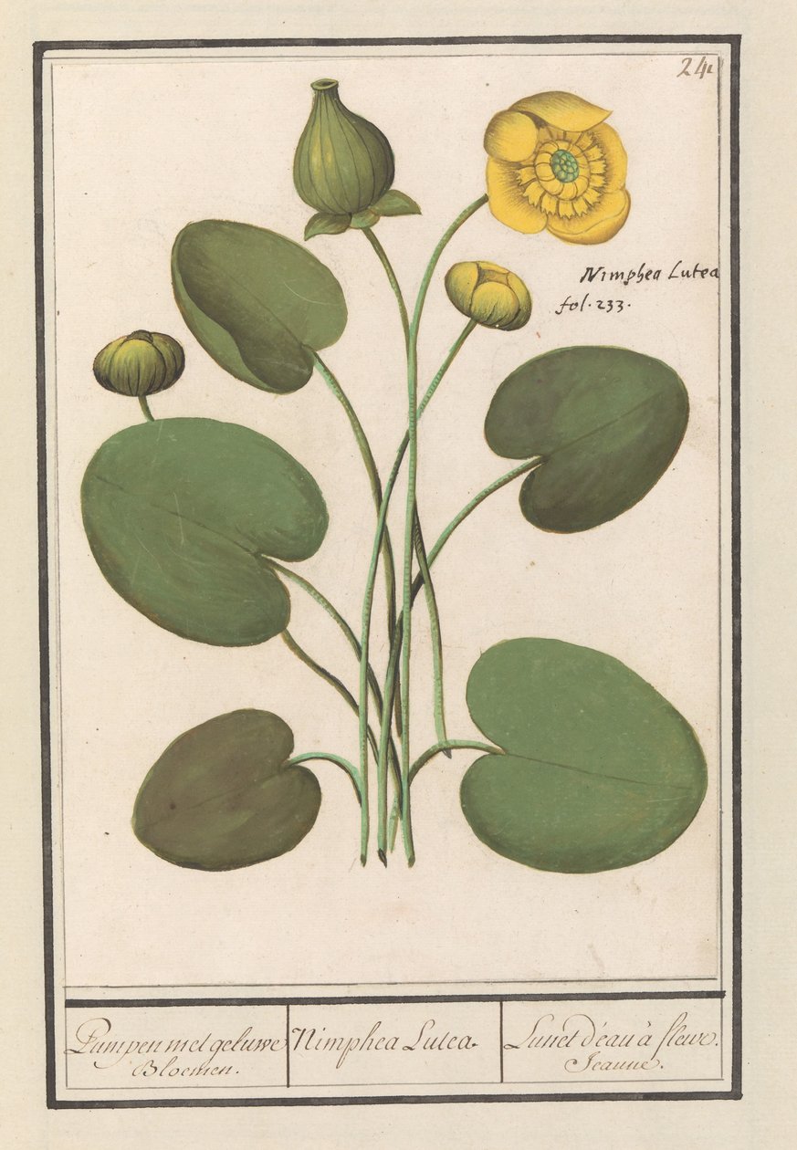 Gele plomp (Nuphar lutea) Pumpen met geluwe Bloemen. / Nimphea Lutea. / Lunet d