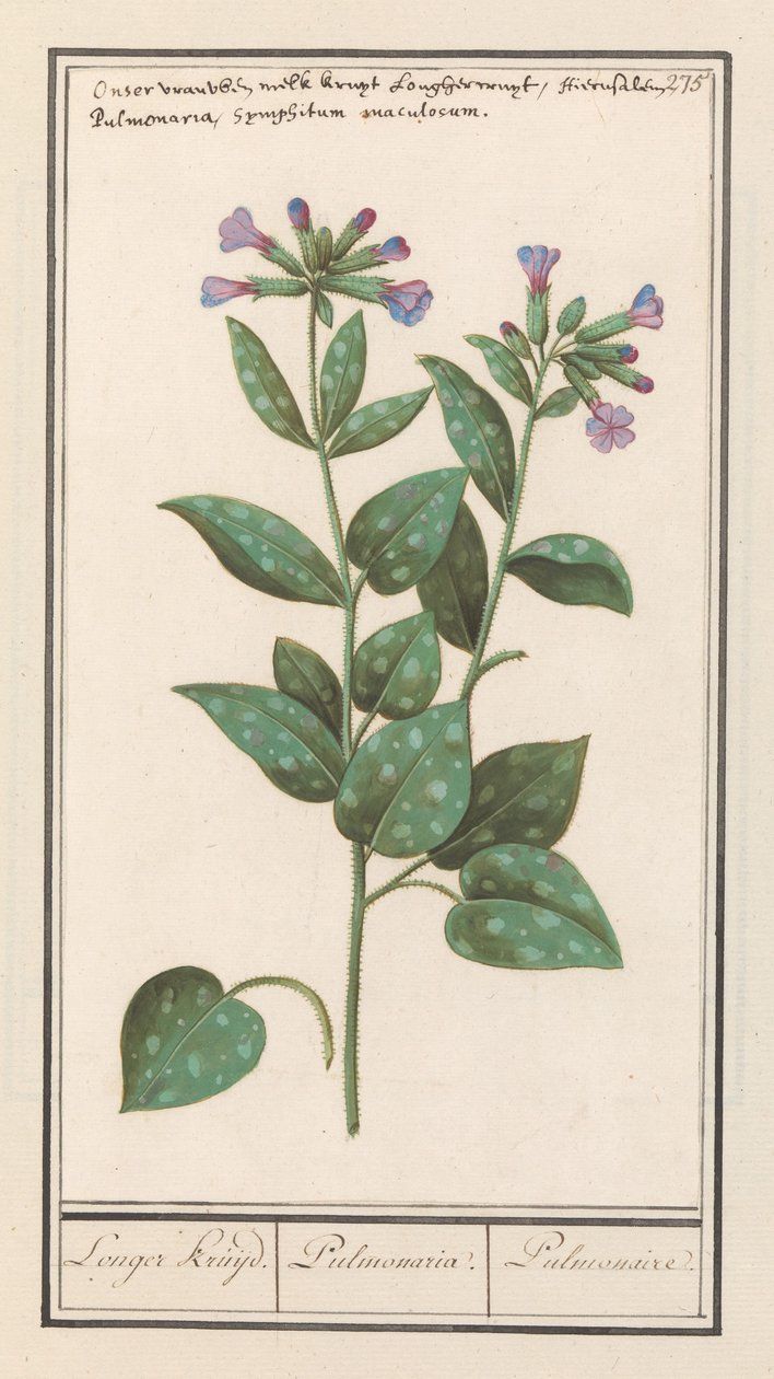 斑点肺草（Pulmonaria officinalis） 更长的药草。 / 肺草属。 / 肺。 （对象上的标题） 作者 Anselmus Boëtius de Boodt