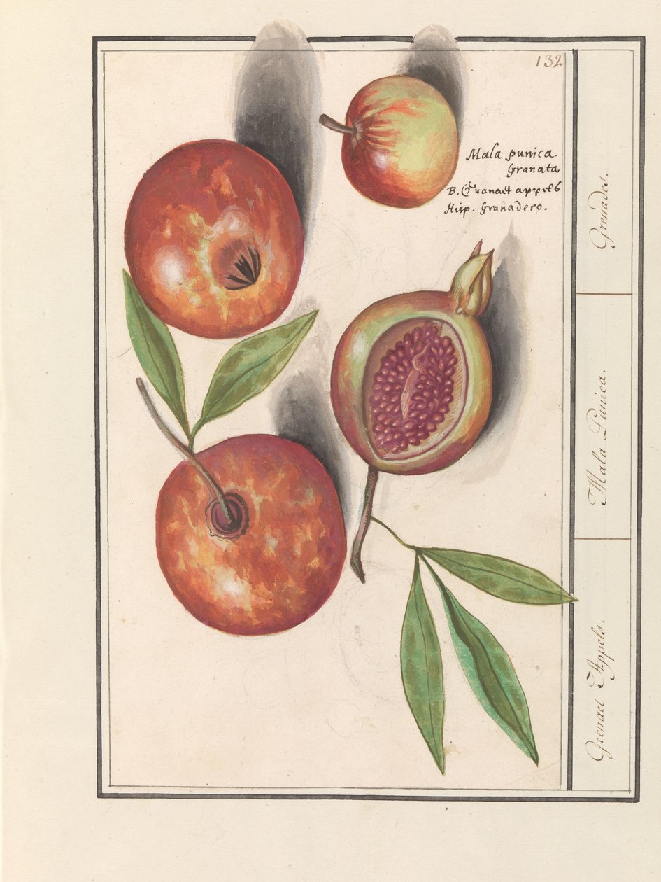 石榴（Punica granatum）
格林纳特苹果/ Mala Punica./ 手榴弹。(物品上的标题） 作者 Anselmus Boëtius de Boodt