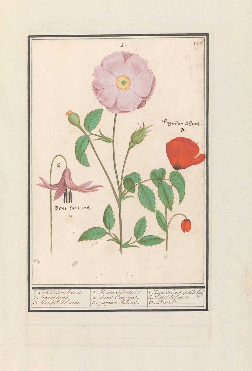 狗尾草（Erythronium）、野玫瑰（Rosa）和罂粟（Papaver）
1.只有博世玫瑰。2. 狗架子3.Kankel Bloeme./ 1.Rosa Silvestris.2.罂粟花。/ 1.Rose de bois gratte cul 2.Dent de Chien.3.罂粟。(物品上的标题） 作者 Anselmus Boëtius de Boodt