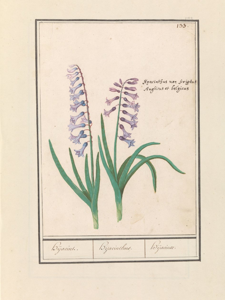 风信子（Hyacinthus orientalis） 喜雅辛 / 风信子 / 希亚辛特 （对象上的标题） 作者 Anselmus Boëtius de Boodt