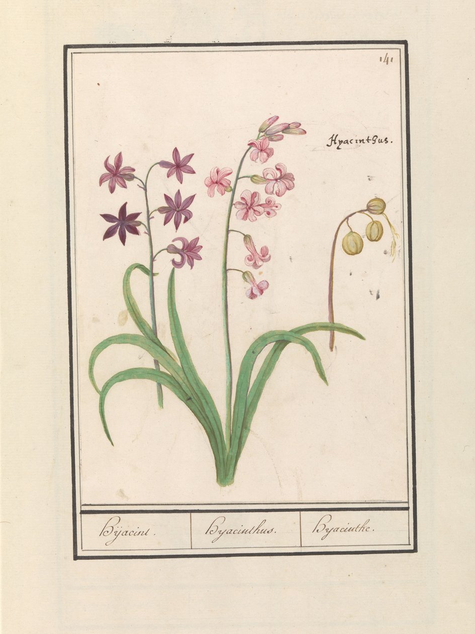风信子（东方风信子）
Hijacint./ Hijacinthus./ Hyacinthe。（物名） 作者 Anselmus Boëtius de Boodt