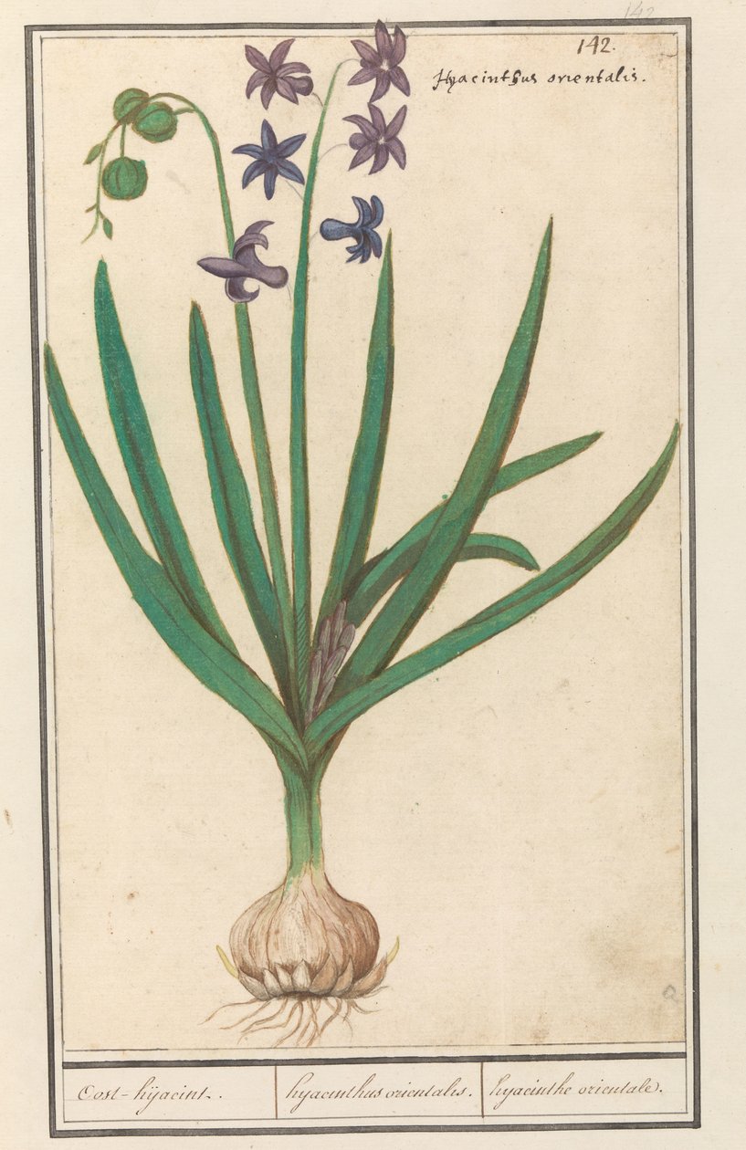 风信子（Hyacinthus orientalis） 奥斯特-hijacint / 东方风信子。 / 东方风信子（物体上的标题） 作者 Anselmus Boëtius de Boodt